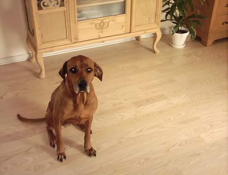 Rhodesian ridgeback R.I.P Nala billede 1