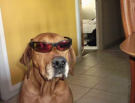 Rhodesian ridgeback R.I.P Nala - thats my dog ;) billede 2