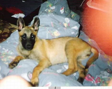 Malinois (O)nika Isell 1994-2006  - hvad? må jeg ik ligge i sengen?  billede 20
