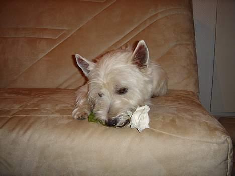 West highland white terrier Simba - En hvid rose<3 billede 1
