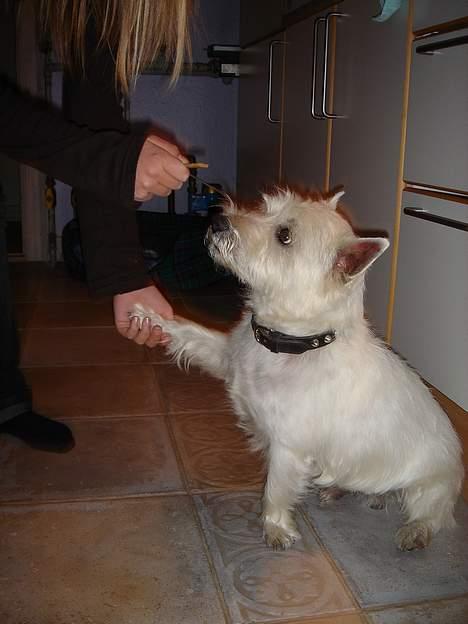 West highland white terrier Simba - mmm .. en pote for en godbid, nam,nam billede 2