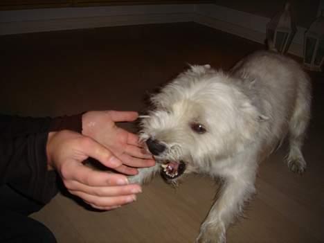 West highland white terrier Simba - Grrr. se min skabe tænder :D mig farlig billede 3