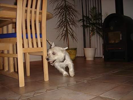 West highland white terrier Simba - skabt sving, Wee  billede 4