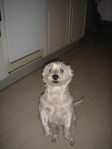 West highland white terrier Simba - min kunstner:D billede 5