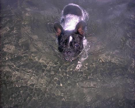 Fransk bulldog Alberte (Bobine's Tammi) billede 1