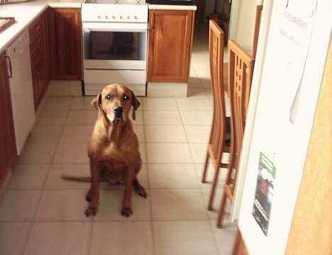 Rhodesian ridgeback R.I.P Nala billede 3