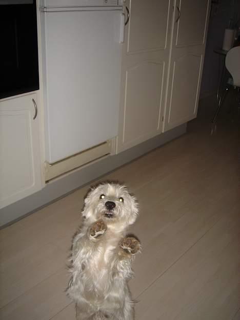 West highland white terrier Simba - 10hihi, mig en artig hund :D billede 6