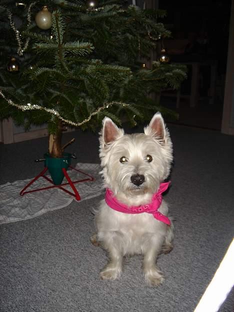 West highland white terrier Simba - det er mig juleaften er mig ikke fin? billede 7