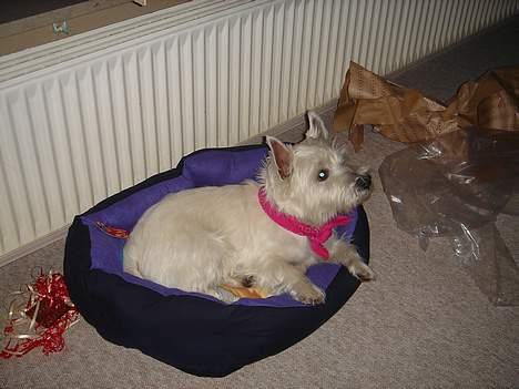 West highland white terrier Simba - miin julegave, den er bar så dejlig blød :D billede 8
