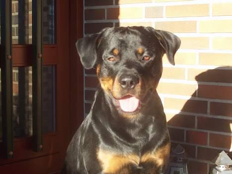 Rottweiler Sostack`s Dian R.I.P billede 16