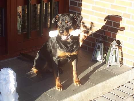 Rottweiler Sostack`s Dian R.I.P - Se hvad jeg har fået... c",) billede 17