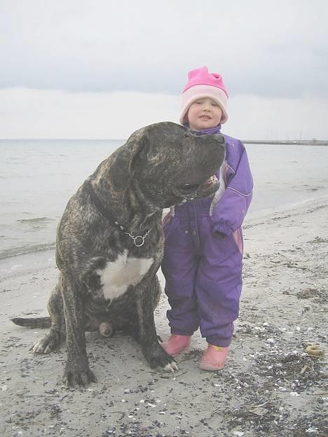 Boerboel tupac - en tur på stranden billede 2