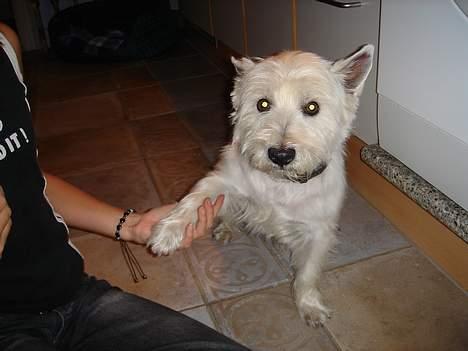West highland white terrier Simba - goddav min navn er simba :D billede 9