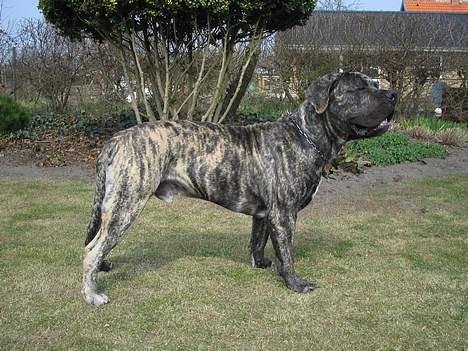 Boerboel tupac - jeg kan stå billede 6