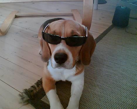 Beagle Oscar billede 1