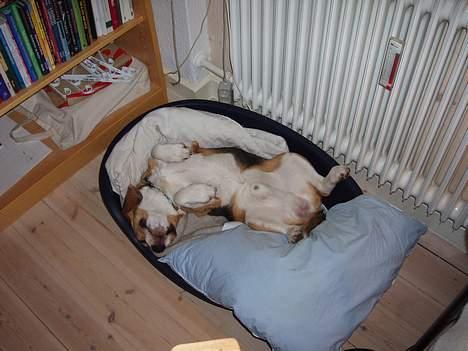 Beagle Oscar billede 2