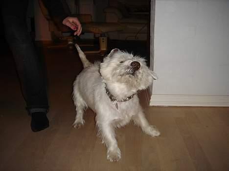 West highland white terrier Simba - ryste, ryste billede 10