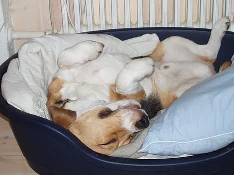 Beagle Oscar billede 3