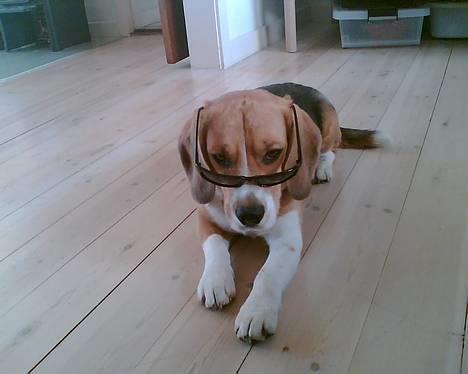 Beagle Oscar billede 4