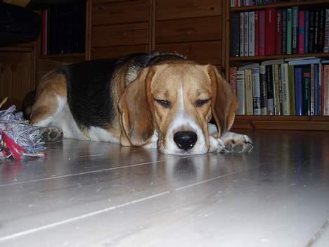 Beagle Oscar billede 6