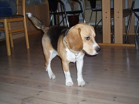 Beagle Oscar billede 7