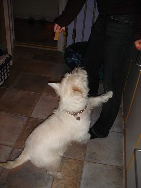 West highland white terrier Simba - Annøøøh giv mig den nu ! billede 11
