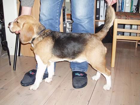 Beagle Oscar billede 8