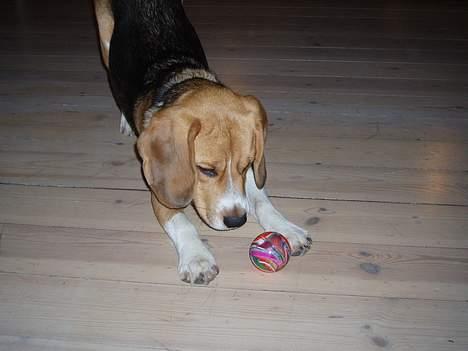 Beagle Oscar billede 9