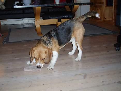 Beagle Oscar billede 10