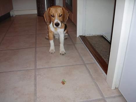 Beagle Oscar billede 11