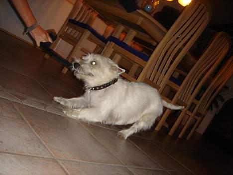 West highland white terrier Simba - det er min sok giv mig den NU billede 12