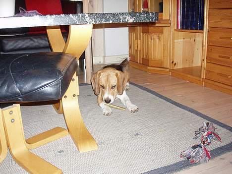 Beagle Oscar billede 12
