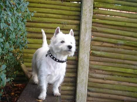 West highland white terrier Simba - mit busk :D mig er ude i haven , billede 13