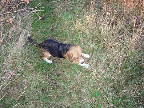 Beagle Oscar billede 13