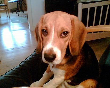 Beagle Oscar billede 14