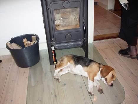 Beagle Oscar billede 15