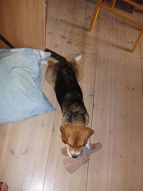 Beagle Oscar billede 16