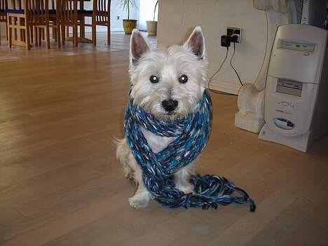 West highland white terrier Simba - det er koldt vejr så mig skal have varmt tøj på :D billede 14