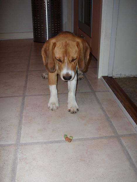 Beagle Oscar billede 17