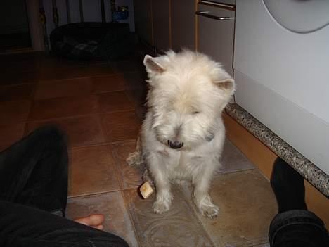 West highland white terrier Simba - uh, en godbid. lige noed for mig :D billede 15
