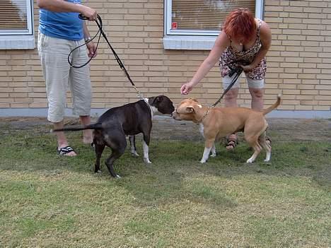 Amerikansk staffordshire terrier Boogie-Woogie - Boogie og hendes mor Amy billede 6