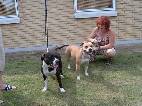 Amerikansk staffordshire terrier Boogie-Woogie billede 7