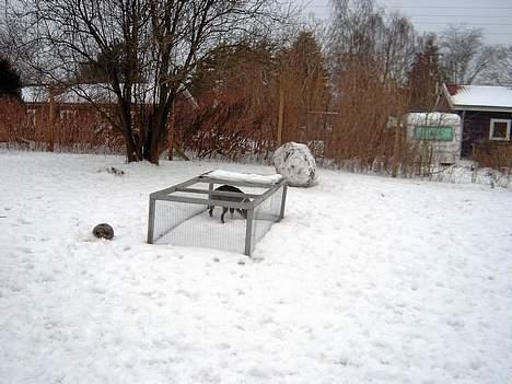 Amerikansk staffordshire terrier Boogie-Woogie - Boogie tror hun er en kanin...hmmm billede 8