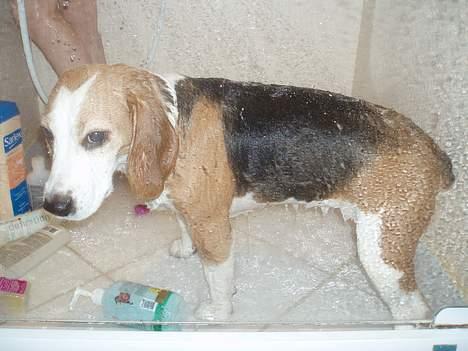 Beagle Sille - Sille er i færd med at få sit årlige bad. Ikke just hendes livret!!!!! billede 17