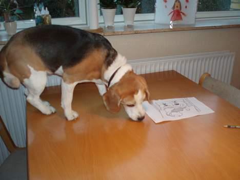 Beagle Sille - Hov-hov Sille, hvad laver du på spisebordet????? billede 18