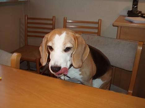 Beagle Sille - Selvom jeg fik skældud var den godbid nu det hele værd!!! billede 19