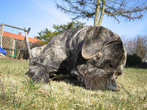 Boerboel tupac - hvor blev den af ?? billede 9