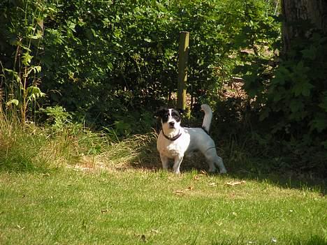 Blanding af racer Balder  - er jeg flot nok her far!!!!!!!!!!!!! billede 1