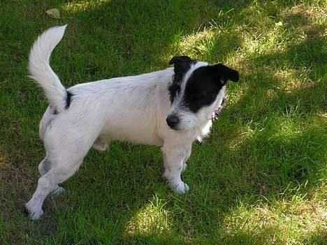 Blanding af racer Balder  billede 2