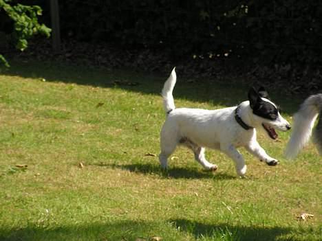 Blanding af racer Balder  - Se hvor jeg er aktiv billede 3